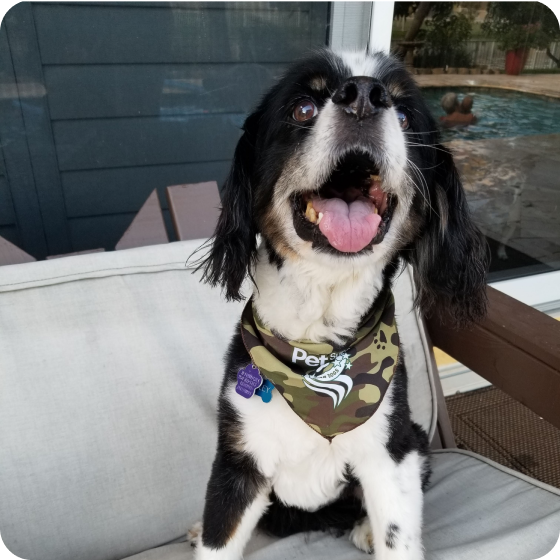 A black and white dog with its mouth open, wearing a Pet Supermarket Lend A Paw bandana, sitting outdoors on a patio.